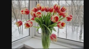 Ода о тюльпане. Юрий Касаткин