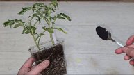 1 ЛОЖКА — И РАССАДА ТОЛСТЕЕТ НА ГЛАЗАХ! СЕКРЕТЫ УШЕДШИЕ В ПРОШЛОЕ 🌱💥