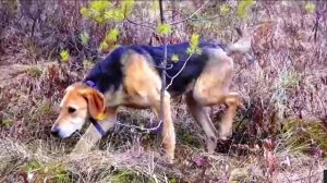 САМОСТОЯТЕЛЬНАЯ РАБОТА. Русская гончая Аргон 11 мес. вл. Шатров В.А.#охотасгончей#топ #hunting