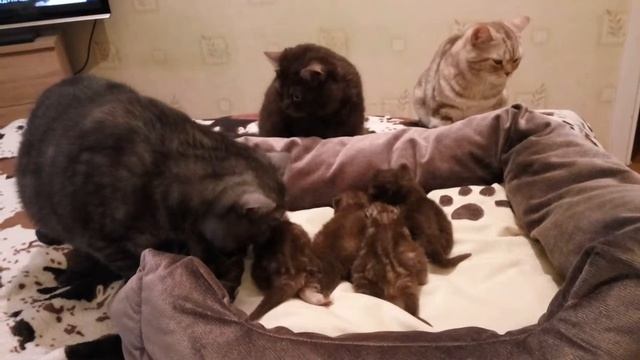 Наша котосемья, британские кошки и котята питомника MeowClub *BY