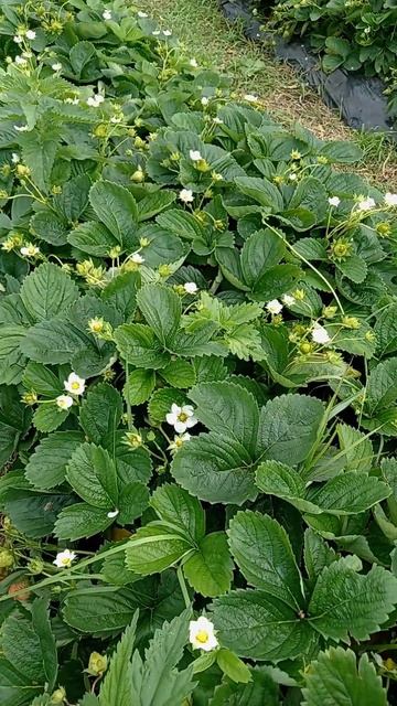 сорт клубники Мурано смотреть онлайн