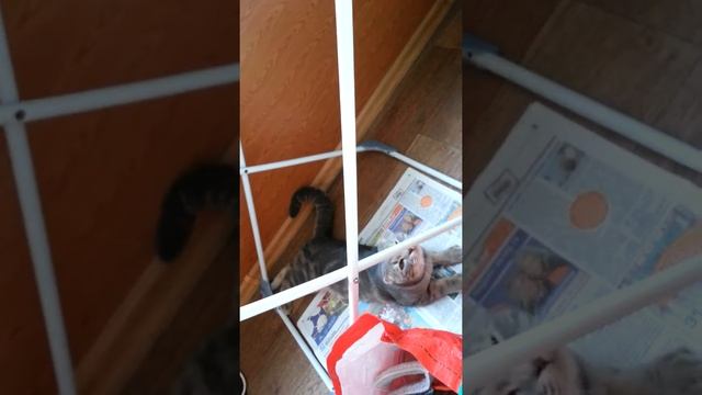 hunting for a perch Охота на окуня