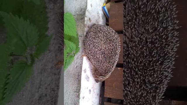 Прикольный ёжик смотреть онлайн