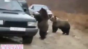 МЕДВЕДИ ПОПРОШАЙКИ