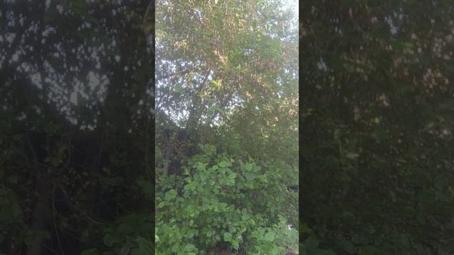 1000158905.mp4Скидки на все шапки пуховые.т.89020931602 смотреть онлайн