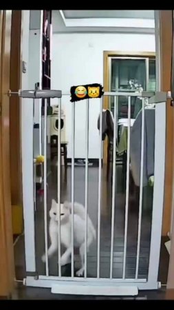 video_2024-06-13_17-25-47