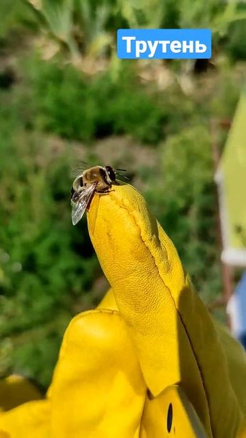 Как выглядит трутень🐝 смотреть онлайн