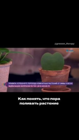 Как понять, что пора поливать растение