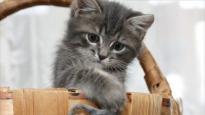 Мяуканье Котенка. КАК ГОВОРИТ КОТЕНОК. Голос Котенка