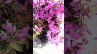 РОДОДЕНДРОН! КАК ЦВЕТЕТ РОДОДЕНДРОН ВЕСНОЙ!