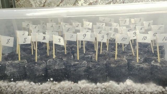 Обязательно сделайте ЭТО при посеве петунии. Рассада ? смотреть онлайн