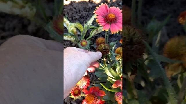 Гайлардия многолетний цветок.