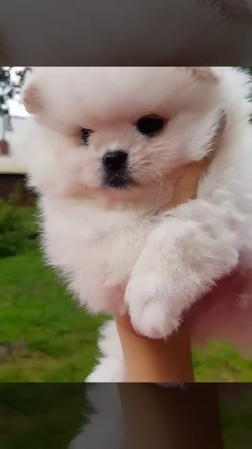 Померанский шпиц . Шпиц мишка смотреть онлайн