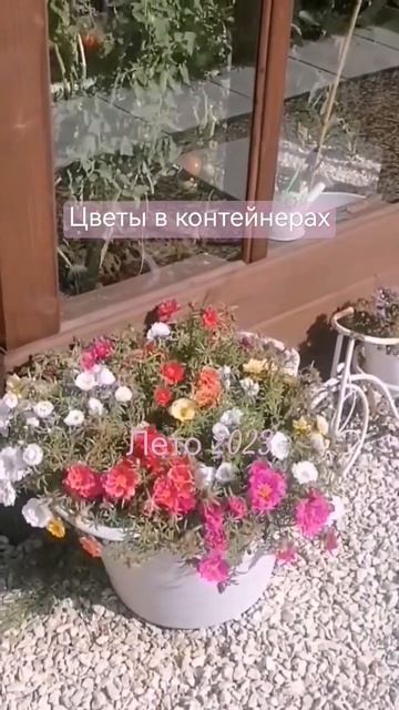 Цветы в контейнерах в саду. #цветы#огород#сад#ландшафт?
