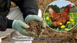 Чем подкормить розы осенью: лучшие средства