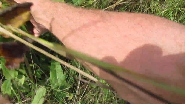 Виктор Безгодков. Посадить дерево. смотреть онлайн