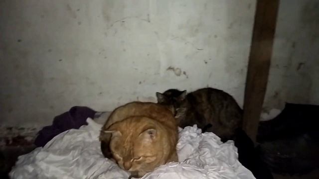 Не принимают Кешу в семью , сам по себе ( смотреть онлайн