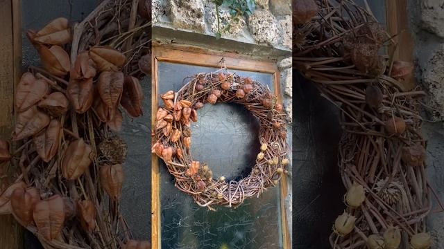 Виноград девичий! Красивая лиана!