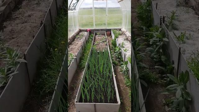 Наши парники 15 мая начинаем высадку рассады смотреть онлайн