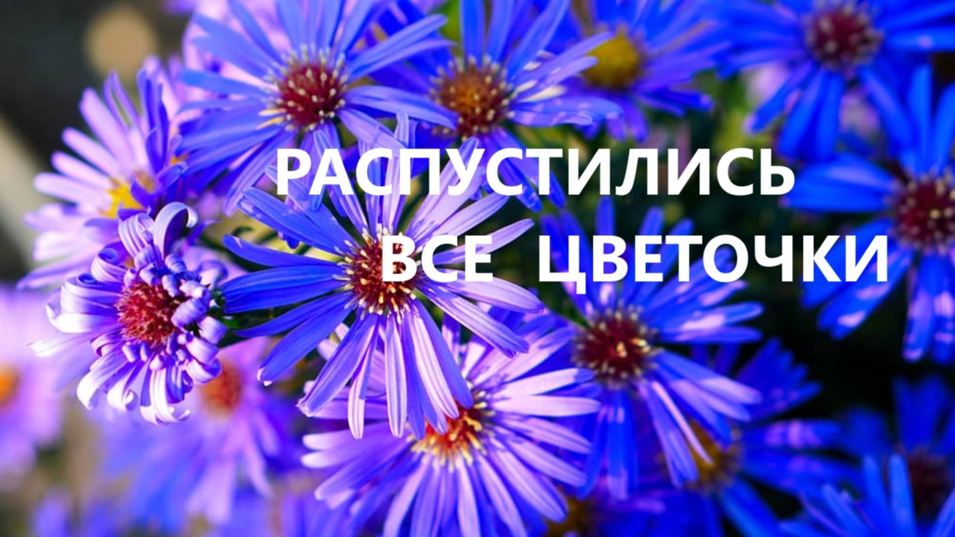 Сумка с букетом.(май 2025г) смотреть онлайн