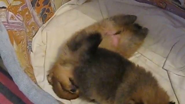 Померашкам 20 дней игрушки играют MVI 2123