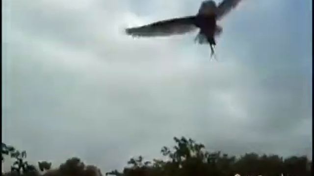 Совушка- сова(1) смотреть онлайн