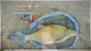 Рыба моей мечты. Лещ на спиннинг Sub Zero (0.1 - 0.8 г)