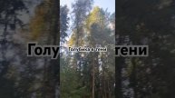 Что делать если голубике не хватает солнца😀 #голубик?