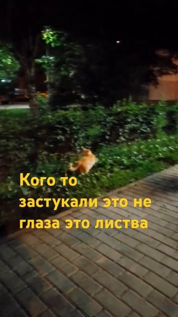 Коты смотреть онлайн