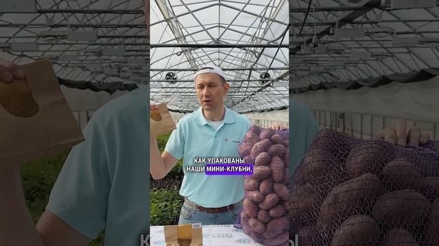 Почему мини-клубни картофеля — ваш секрет идеального