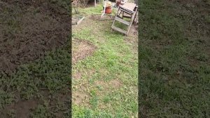 грядки из ондулина 2 #дача #огород #лайфхак