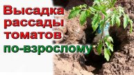 🍅 ТОМАТЫ В ГРУНТ БЕЗ СТРЕССА! Пошаговая инструкция для начинающих