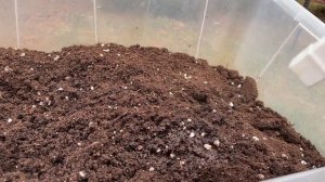 Готовлю грунт для рассады по методу известного агроно