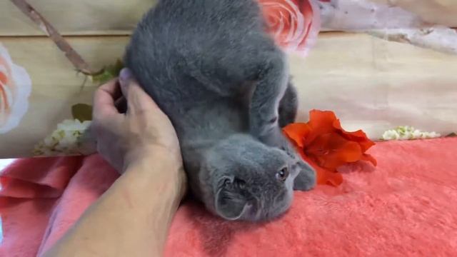 Прикольный котёнок смотреть онлайн