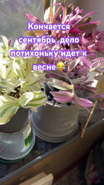 У нас всегда лето! #сад # #огород #gardenflowers garden #садоводст? смотреть онлайн