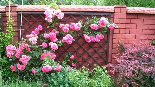 Шикарные идеи для дачи и сада. Клумбы вдоль забора🌺 #и