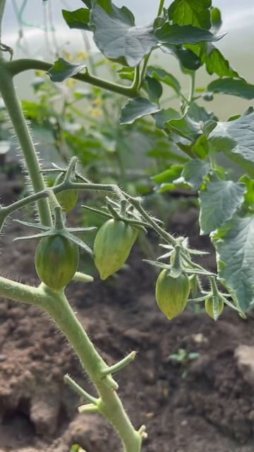 Помидоры растут.Сорт черри.#огород #помидоры #черри #gard смотреть онлайн