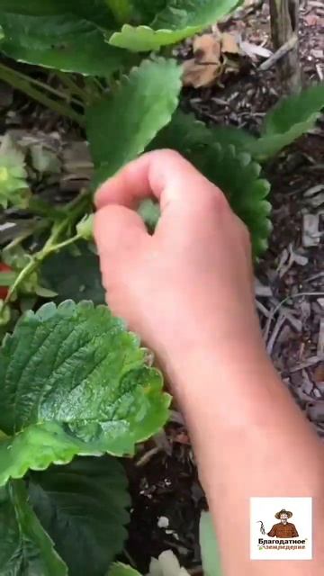 #garden #дача #урожай #gardening #огород #дачник #сад #цветы #сад?