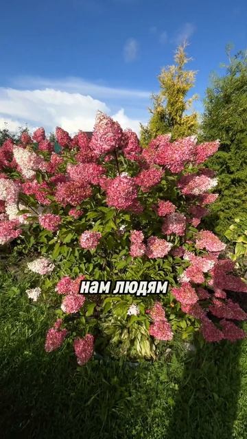 #сад #цветы #декоративныерастения #дача #розы #барбарис