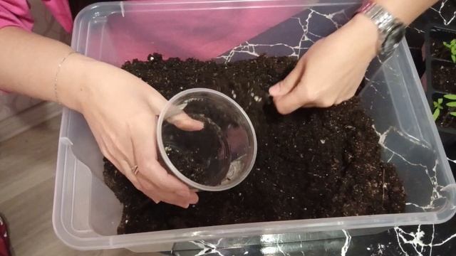 🌱 Гид для новичков. Как и когда пересаживать рассаду ?