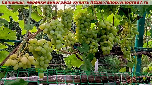 Парад сортов 27.07.24 года виноград МОНБЛАН Мой канал Рут смотреть онлайн