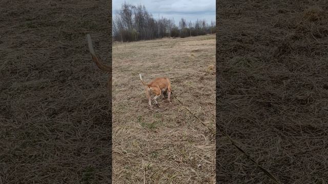 rutube.ru