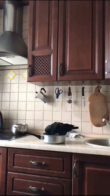 Google Yandex ovich Yahoo Bing ov Отмывает сам себя ;-) смотреть онлайн