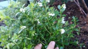 Зацветает брусника и немного о клюкве.