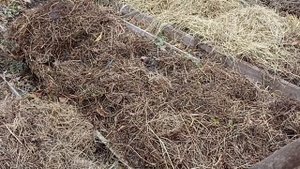 МУЛЬЧА ДЛЯ ЧЕСНОКА ОСЕНЬЮ ОБЯЗАТЕЛЬНА