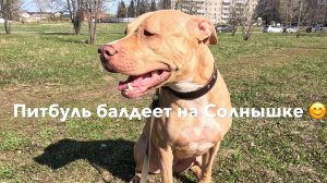 Питбуль балдеет на солнышке😊