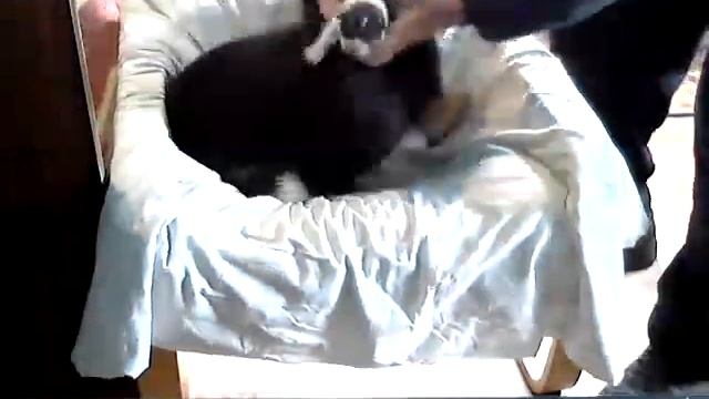 ШАЙТАН смотреть онлайн