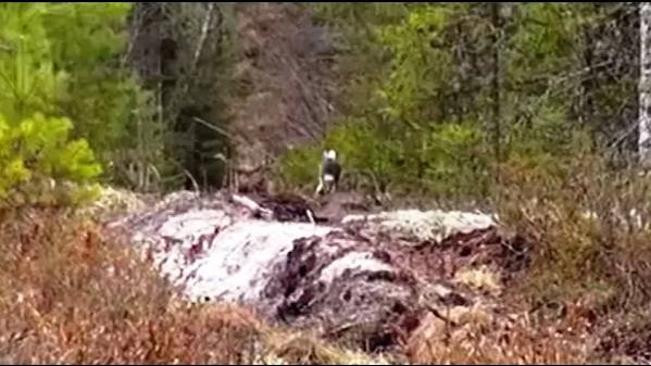 НАГОНКА МОЛОДЫХ ГОНЧИХ. Аргон и Майя 10 мес. вл. Шатров В.А.#охотасгончей#собака #топ #hunting смотреть онлайн
