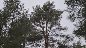 Ложные цели в нашей жизни
