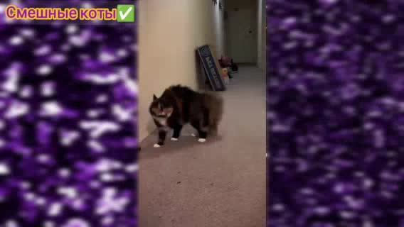 24/7 Смешные Говорящие Коты, Танцующие котики, милые котята / Сборник Подборка забавных видео котов